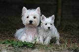 WESTIE 431